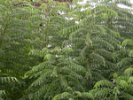 Curry Tree