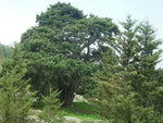 Cypress