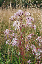 Fringed Pink
