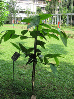 Gurjan balsam