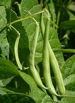 Venezuelan Tonka Bean