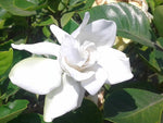 Californian Gardenia