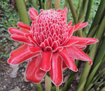 Ginger Flower