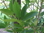 Star Anise