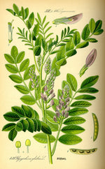 Licorice