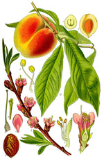 Nectarine