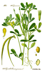Fenugreek