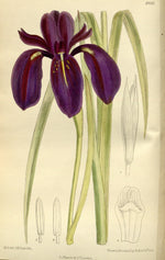 Black Iris