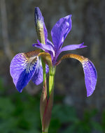 Flower Prism