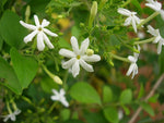 Jasmine Absolute