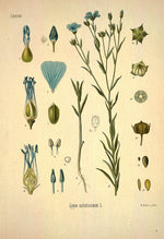 Flax