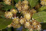 Laurel