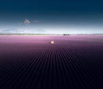 Provencal Lavender