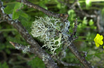 oak moss