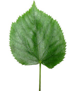 Violet Leaves