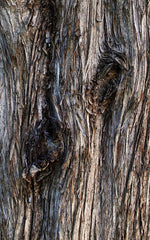 Cypress Wood