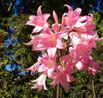 Amaryllis