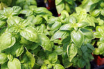 Green Basil