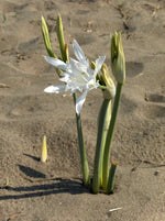 Sand Lily