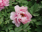Red Peony