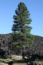 Pine Tree Needles