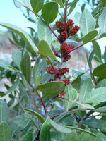 Mastic or Lentisque