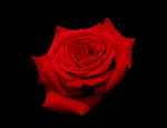 Red Rose
