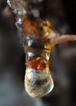 Fir Resin