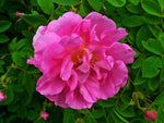 Rose Damascena Absolute