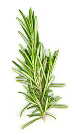 wild rosemary