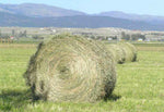 Hay