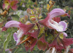South African Sage