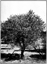Australian Sandalwood