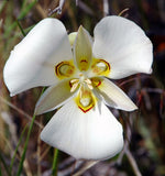 Mariposa Lily