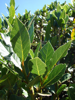 Laurels