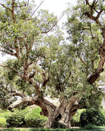 Fig Tree