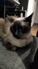 Toffee