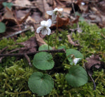White Violet
