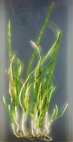 Seagrass