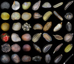 Pimento Seeds