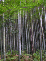 Bamboo Leaf