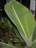 Banana Leaf