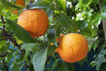 Bitter Orange Peel
