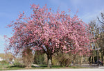 Japanese Cherry Blossom