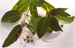 Cinnamon Essential Oil