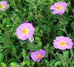 Cistus Incanus