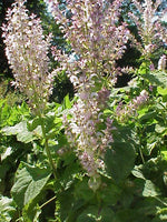 Clary Sage Flower