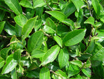 Tea Leaf