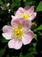 Wild Rose