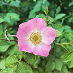 Eglantine rose
